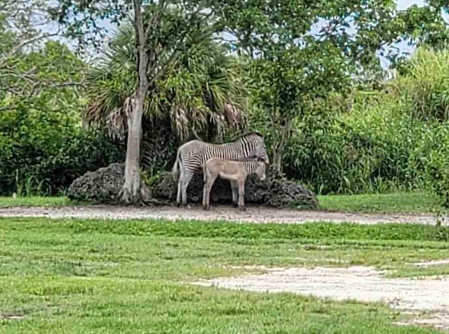 Amazing & Cozy Duplex Near Zoo Miami ! Vila Exterior foto